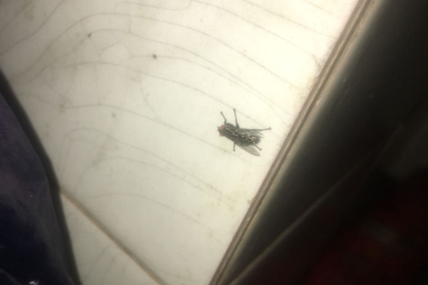 为何冬天还有苍蝇？冬天苍蝇都躲在哪？揭秘有效防治措施！