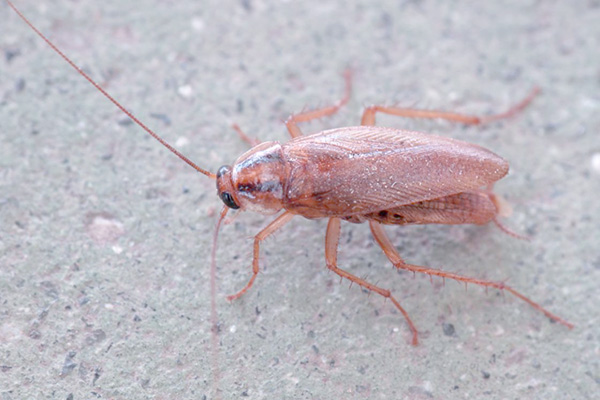 长沙蟑螂防治,长沙灭蟑螂,蟑螂防治,守护者生物工程