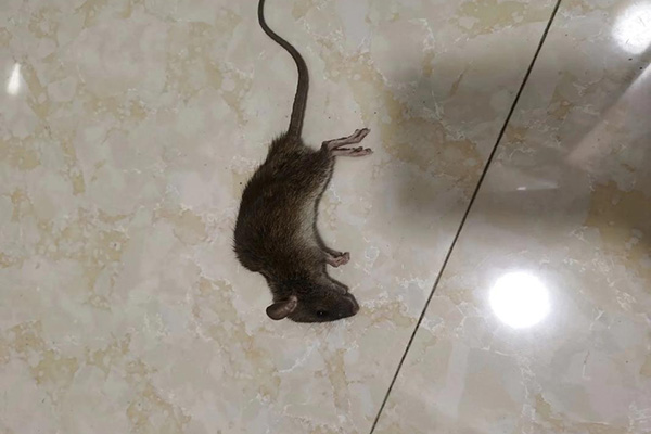 家里经常有老鼠出没是怎么回事，科学灭鼠流程如何实施？
