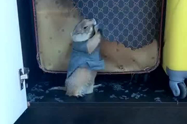 长沙老鼠防治,长沙灭鼠,老鼠防治,守护者生物工程