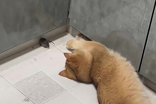 长沙老鼠防治,长沙灭鼠,老鼠防治,守护者生物工程