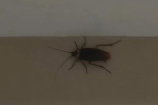 长沙蟑螂防治,长沙灭蟑螂,蟑螂防治,守护者生物工程