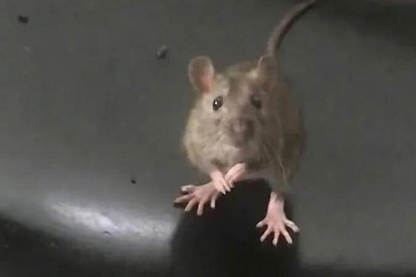 餐饮行业鼠类防控标准何在？消杀公司透明化服务如何赢得客户信任？