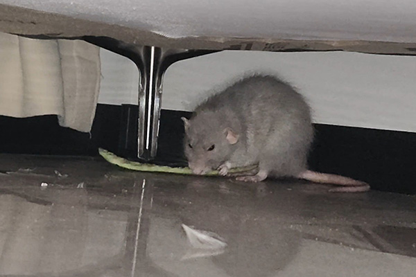 长沙老鼠防治,长沙灭老鼠,老鼠防治,守护者生物工程