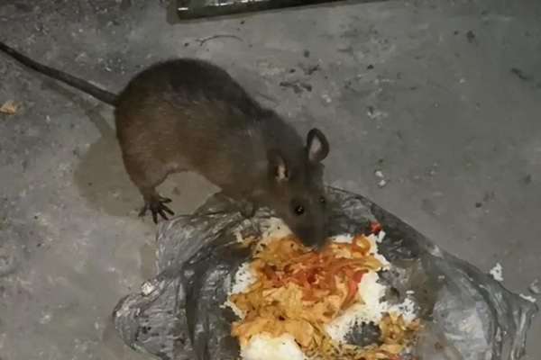 长沙老鼠防治,长沙灭老鼠,老鼠防治,守护者生物工程