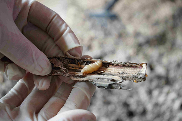 早期白蚁入侵有哪些隐蔽迹象？专业团队如何实施高效防治措施？