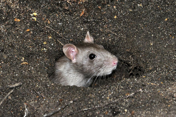 老鼠为何频繁入侵室内？专业防制需分析哪些环境诱因？