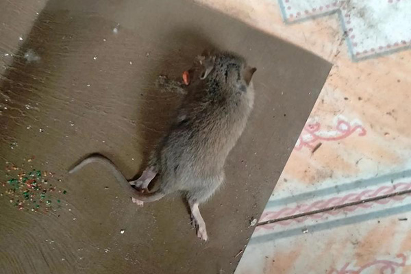 长沙老鼠防治,长沙灭老鼠,老鼠防治,守护者生物工程