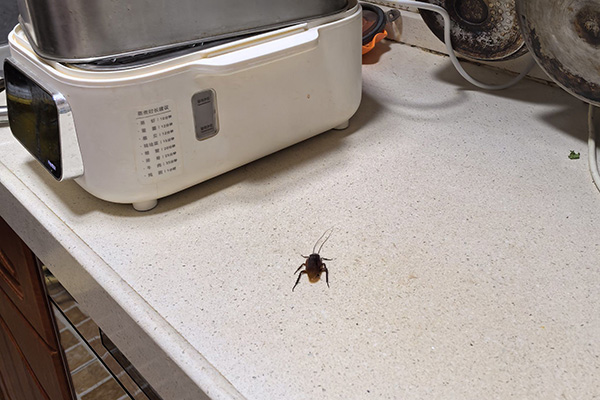 长沙蟑螂防治,长沙灭蟑螂,蟑螂防治,守护者生物工程