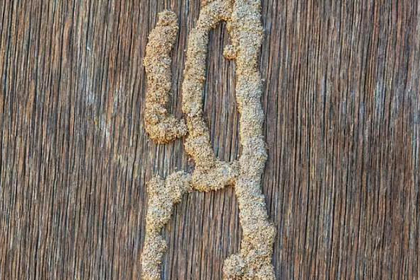 长沙白蚁防治,长沙灭白蚁,白蚁防治,守护者生物工程