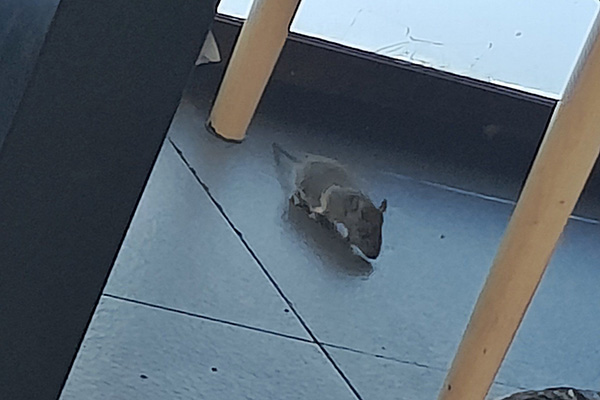 长沙老鼠防治,长沙灭老鼠,老鼠防治,守护者生物工程