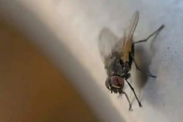 苍蝇传播疾病风险高？专业消杀该如何构建防护屏障？