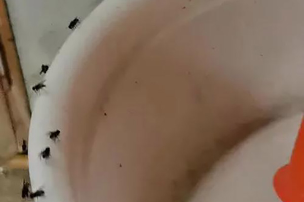 长沙苍蝇防治,长沙灭苍蝇,苍蝇防治,守护者生物工程