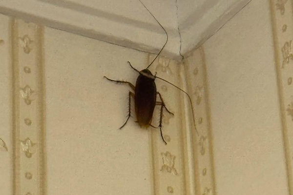 为何自行灭蟑效果会不佳？专业消杀公司的优势体现在哪？