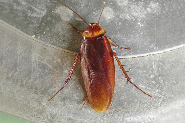 长沙蟑螂防治,长沙灭蟑螂,蟑螂防治,守护者生物工程