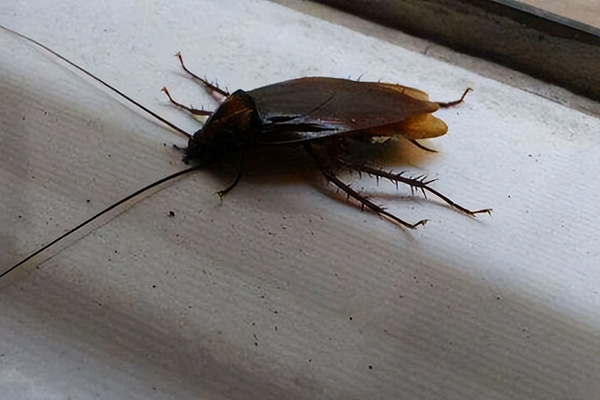 长沙蟑螂防治,长沙灭蟑螂,蟑螂防治,守护者生物工程