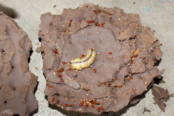 长沙白蚁防治,长沙灭白蚁,白蚁防治,守护者生物工程