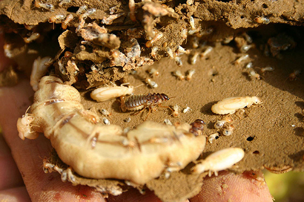 长沙白蚁防治,长沙灭白蚁,白蚁防治,守护者生物工程