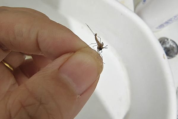 长沙灭蚊公司,长沙蚊虫消杀,蚊虫防治,守护者生物工程