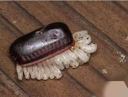 害虫知识-蟑螂是怎么长大的,蟑螂,蟑螂图片,蟑螂药 害虫知识-蟑螂是怎么长大的,蟑螂,蟑螂图片,蟑螂药