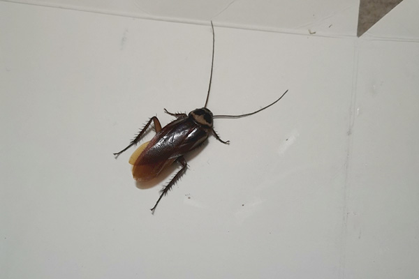 夏季蟑螂活动猖獗，怎样才能消灭它们？