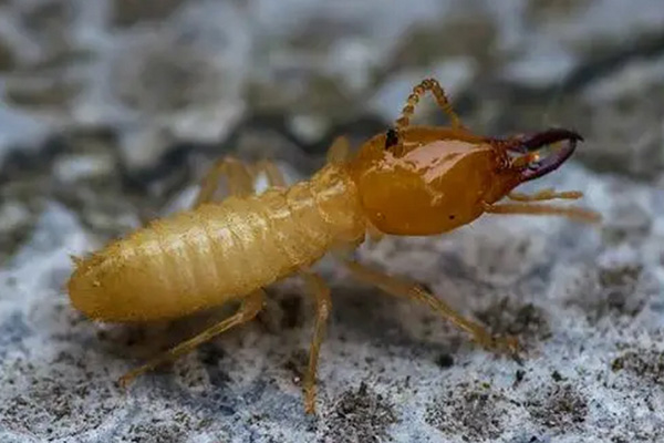 长沙白蚁防治,长沙灭白蚁,白蚁防治,守护者生物工程